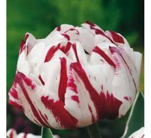 Тюльпан Махровый поздний Драмлайн (красно-белый)