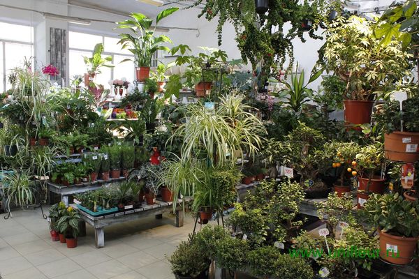 Комнатные Растения Купить В Воронеже Магазины